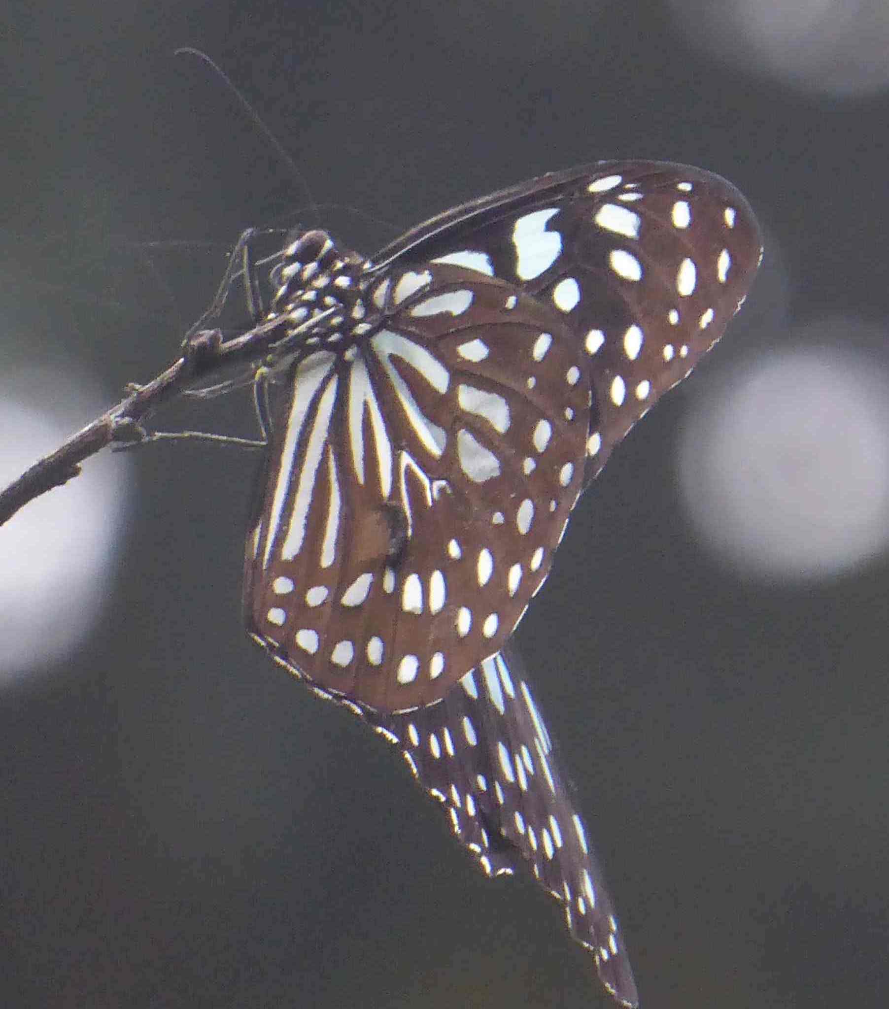 Tirumala limniace limniace Tirumala limniace limniace